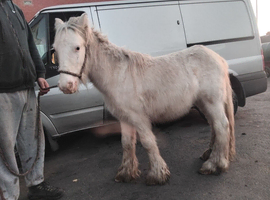 Blagdon gelding