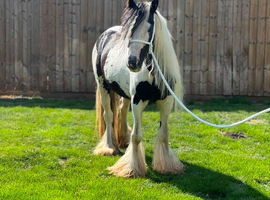Ride and drive 11.1 filly