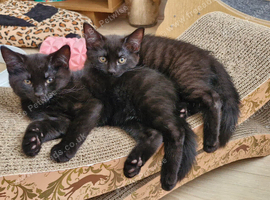Two boys ready now. Possible delivery