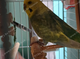 Pair of budgies