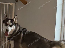 Siberian husky