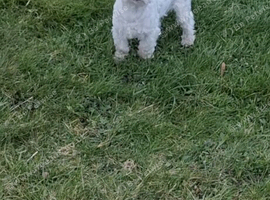 Korean maltese girl