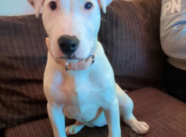 Ivy English bull terrier