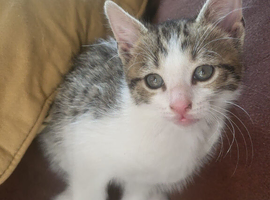 2 Mixed Breed Kittens