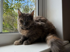 GCCF Maine Coon Queen, Active, DNA all Clear!