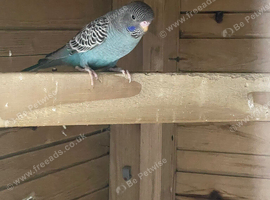 young blackface budgies