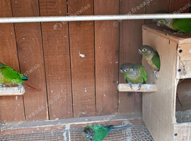 Green cheek conure