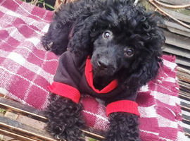 Adorable Miniature poodle Puppies