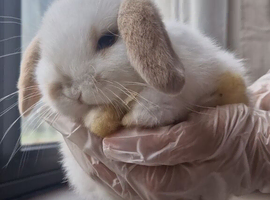 Baby bunny ready for booking!!