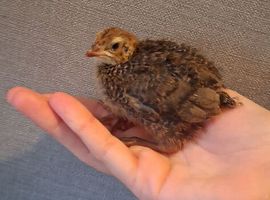 Coturnix quail chicks available