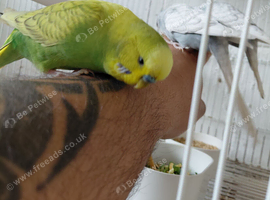 Young budgies