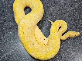 Banana Yellowbelly Clown