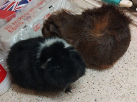 2 lovely guinea pigs for sale