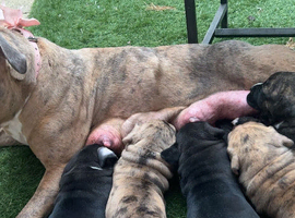 Mixed breed pups for sale