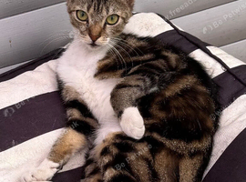 YOUNG FEMALE CAT