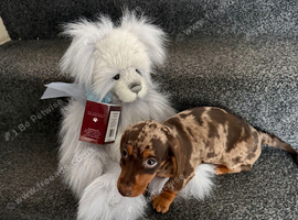 Chocolate merl Dauchshund