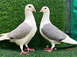 Piegons