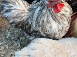 Pekin & Cross breed bantam cockerels