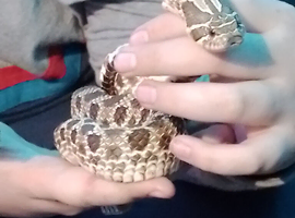 Female toffee nose hognose snake approx 3yrs old