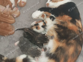 9 kittens