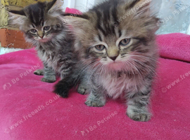 Fluffy tabby Persian ragdoll mixed kittens