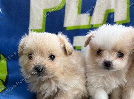 Pompoo puppies
