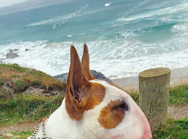 High class proven stud English bull terrier