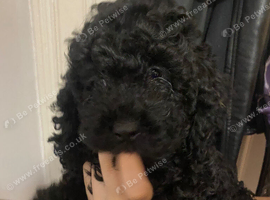 Covapoo pups for sale