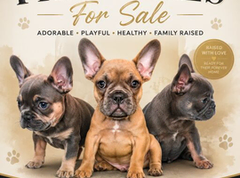 Beautiful frenchies for sale