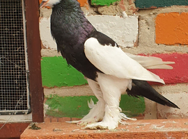 Reversing pouter pigeons for sale