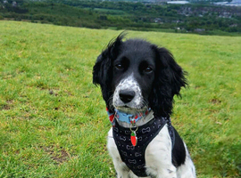 Sprocker puppy