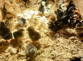 Chicks! 5 days old various colours and breeds