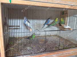 Budgies