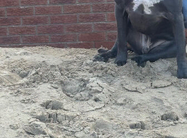 Male cane corso