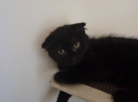 2 Female kittens (only 1 left)