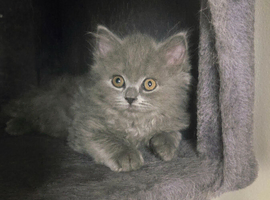 British Longhair