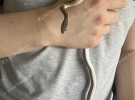 X2 corn snakes M&F separate vivs included.