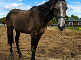 Connemara x Tb 2yr filly