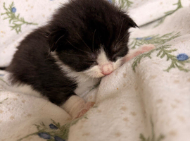 Maine Coon Cross Kittens