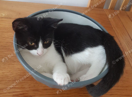 Sweet little kitten looking for a loving home!
