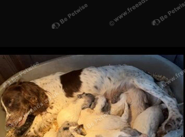 Beautiful cockapoos