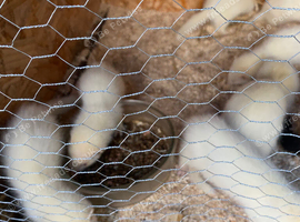 Ferrets for sale