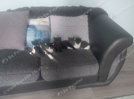 Kittens ready now
