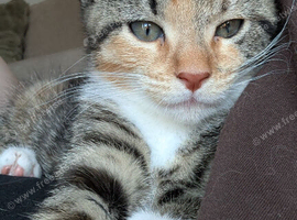 Cat for sale