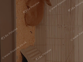 Coco/ male
