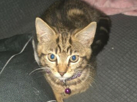 Kitten