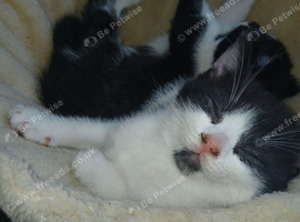 Beautiful healthy 3 kittens looking for home
