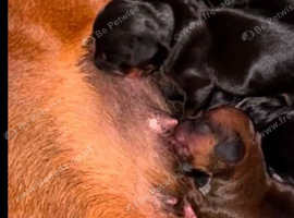 Dachshund puppy&rsquo;s