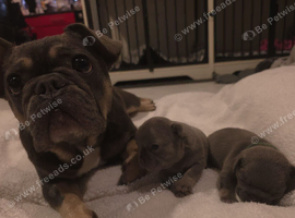 French Bulldog puppies