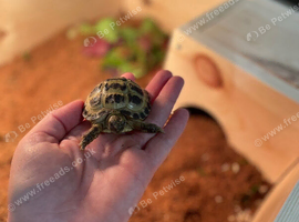 Baby tortoise with fully set up home&accesories
